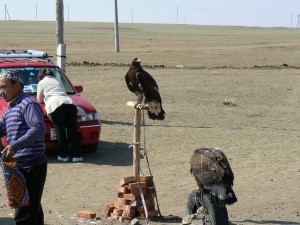 Gorkhi Terelj Get your picture with the Falcon