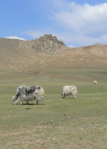 Gorkhi Terelj Yaks