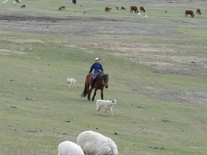 Gorkhi Terelj Young Horseman