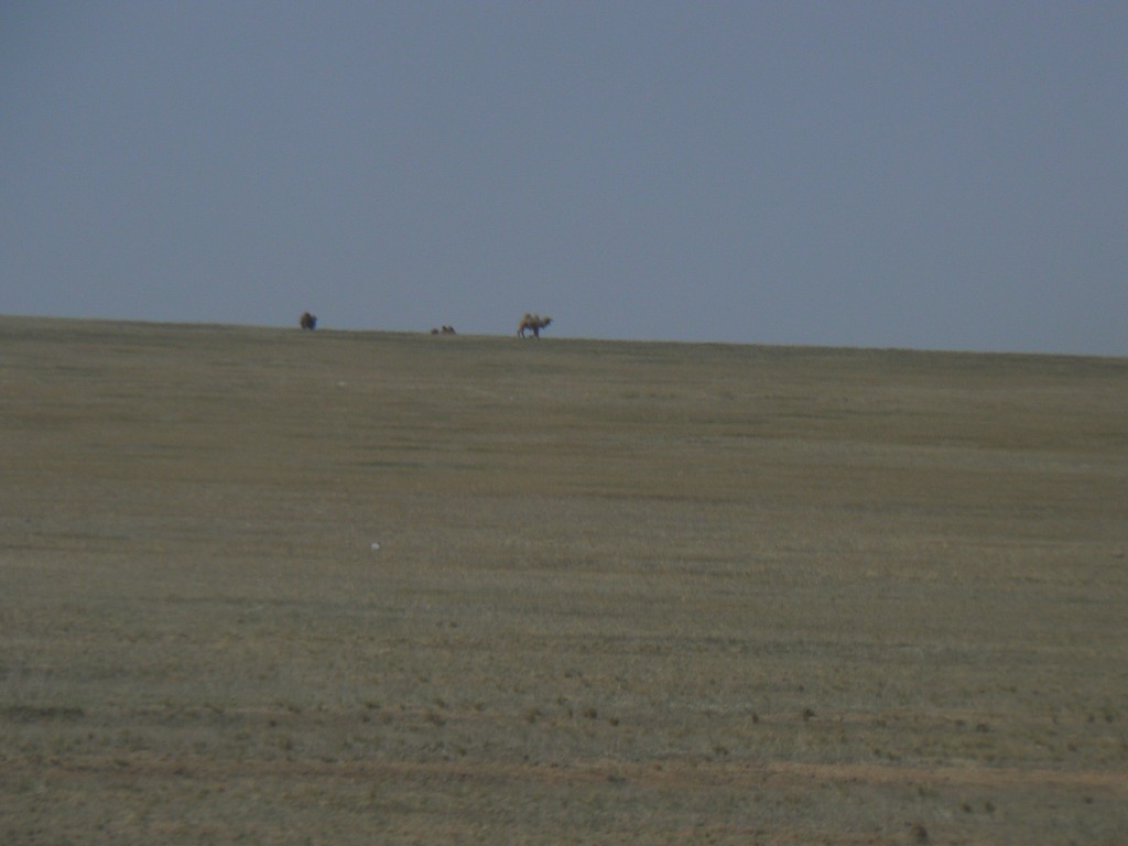 Camels roaming in the Gobi desert